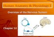 Chapter 10 Human Anatomy & Physiology I Overview of the Nervous System