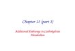 Chapter 13 (part 1) Additional Pathways in Carbohydrate Metabolism
