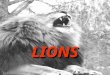 LIONS LIONS. CTA Schedule Finder Requirements Overview Requirements Overview Technical Requirements Primary Functional Requirements Administrative Requirements