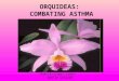 ORQUIDEAS: COMBATING ASTHMA NOELIA, TINA, LAURA HUNTER COLLEGE