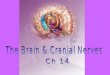 Medulla oblongata Cerebellum Diencephalon: Cerebrum Brain stem: Thalamus Epithalamus Hypothalamus Pineal gland Midbrain Pons Spinal cord Pituitary