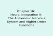 Chapter 16: Neural Integration II: The Autonomic Nervous System and Higher-Order Functions