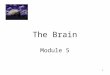 1 The Brain Module 5. 2 The Brain  The Tools of Discovery  Older Brain Structures  The Cerebral Cortex  Our Divided Brain  Left Brain-Right Brain