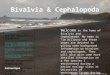 Bivalvia & Cephalopoda Bivalvia Species Encountered (Bivalves) Chlamys rubida (Pacific pink scallop) Mytilus californianus (California mussel) Cephalopoda