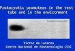 Prokaryotic promoters in the test tube and in the environment Víctor de Lorenzo Centro Nacional de Biotecnología CSIC Pseudomonas putida