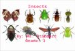 Insects By: Ms. Stabbert Grade: 3. Which part of an insect doesn’t belong? Kit Kat thoraxabdomen head