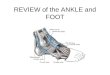 REVIEW of the ANKLE and FOOT. Name the muscle and its actions Flexor digitorum longus Actions: –toe flexion –plantar flexion, –inversion of the foot