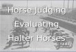 Horse Judging Evaluating Halter Horses Presented by: Katherine Whitby
