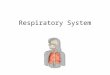 Respiratory System. Functions Gas exchange = respiration [series of events that includes ventilation, external respiration, transport of gases & internal