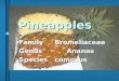 Pineapples Family Bromeliaceae Genus Ananas Species comosus
