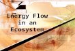 1 Energy Flow in an Ecosystem copyright cmassengale