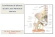 Lumbosacral plexus Sciatic and Femoral nerves By Prof. Saeed Abuel Makarem