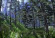 Characteristics of the Taiga A taiga biome is sometimes considered a coniferous forest Many coniferous trees live in the taiga, such as fir, pine, and