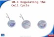 End Show Slide 1 of 18 Copyright Pearson Prentice Hall 10-3 Regulating the Cell Cycle