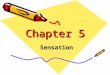 Chapter 5 Sensation. The process by which we detect physical energy from the environment and encode it as neural signals. sensation
