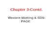 Chapter 3-Contd. Western blotting & SDS- PAGE. Western Blot Western blots allow investigators to determine the molecular weight of a protein and to measure