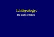 Ichthyology: the study of fishes. Vertebrate taxa