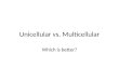 Unicellular vs. Multicellular Which is better?. Questions to Consider How quickly can it reproduce? How specialized can it be? How large can it grow?