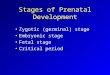 Stages of Prenatal Development Zygotic (germinal) stage Embryonic stage Fetal stage Critical period