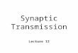 Synaptic Transmission Lecture 12. Synapses n Communication b/n neurons n Electrical l Electrotonic conduction n Chemical l Ligand / receptor ~