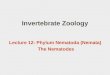Invertebrate Zoology Lecture 12: Phylum Nematoda (Nemata) The Nematodes