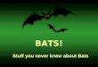 BATS! Stuff you never knew about Bats. Is it a bird? Are bats featherless birds? We now know that bats are mammals, just like people. But bats are very