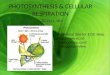 PHOTOSYNTHESIS & CELLULAR RESPIRATION SC.912.L.18.9 Additional Site for EOC Help:  fl.schoolloop.com/biologyeoc review