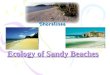 Ecology of Sandy Beaches Ecology of Sandy Beaches