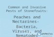 Common and Invasive Pests of Stonefruits: Peaches and Nectarines- Bacteria, Viruses, and Nematodes