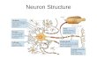 Neuron Structure. Synapse The Synapse 1.Synthesis of neurotransmitter (NT) 2.Storage and transport of NT within vesicles 3.NT Release 4.Activation of