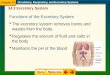 Circulatory, Respiratory, and Excretory Systems 34.3 Excretory System Functions of the Excretory System  The excretory system removes toxins and wastes