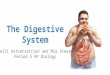 The Digestive System Nelli Astvatsatrian and Mia Stearn Period 5 AP Biology