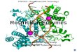 STBP2023 – Recombinant DNA Technology I Restriction Enzymes Instructor: M. Firdaus Raih Room 1166, Bangunan Sains Biologi Tel: 03-89215961 / Email: firdaus@mfrlab.org