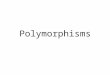 Polymorphisms. Monomorphism: Section of DNA where the nucleotide sequence is the same for everyone in the population. Polymorphism: Section of DNA with