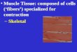 Muscle Tissue: composed of cells (‘fibers’) specialized for contraction – Skeletal