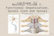 11-1 Nervous Tissue I: Functional Organization, Spinal Cord and Spinal Nerves Lecture 12