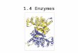 1.4 Enzymes. What is an Enzyme? Enzymes are specialized proteins that act as catalysts; they speed up chemical reactions by lowering the activation energy