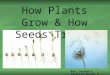 How Plants Grow & How Seeds Travel Mrs. Serena’s Favorite Things ©