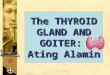 The THYROID GLAND AND GOITER: Ating Alamin. Butterfly-shaped organ in front of the neck