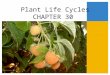 Plant Life Cycles CHAPTER 30 Animals vs. Plants Plant Reproduction Animal Reproduction Life cycle Alternation of generations No alternation of generations
