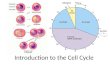 Introduction to the Cell Cycle. Why do cells need to divide? As cells grow larger, they start to face several difficulties in functioning: Growth & Repair