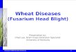 Chad Lee © 2006 University of Kentucky 1 Wheat Diseases (Fusarium Head Blight) Presentation by: Chad Lee, Grain Crops Extension Specialist University of