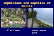 Amphibians and Reptiles of Belize Blue Creek South Water Caye