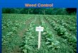 Weed Control. Weeds Competition Space Light Nutrient Water Physical Damage Morningglories Honeyvine Milkweed