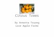 Citrus Trees By Annette Truong Love Apple Farms. Agenda 9-10 Lecture 10-10:30 Planting outside 10:30-11 Tasting 11-12 Budding