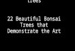Beautiful bonsai trees 22 Beautiful Bonsai Trees that Demonstrate the Art