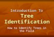 Tree Identification Introduction To How to Identify Trees in the Field