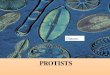PROTISTS Diatoms. Commonalities / Differences in the Protist Kingdom All are eukaryotes (cells with nuclei). Live in moist surroundings. Unicellular or