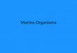 Marine Organisms. Three Categories: Plankton – Usually very small floating organism, either plants or animals, which are at the mercy of the tides winds