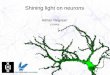 Shining light on neurons Adrian Negrean 17/04/09
